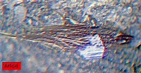 /album/galerie-photos/col-du-tourmalet-anatase-rutile-11723-mid1-jpg1/